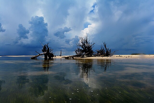 Calm water reflecting clouds and dead trees.